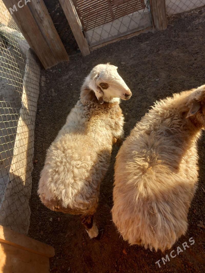 tokly - Jebel - img 1