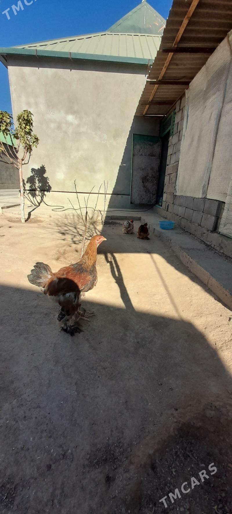 Brama horaz - Ашхабад - img 2