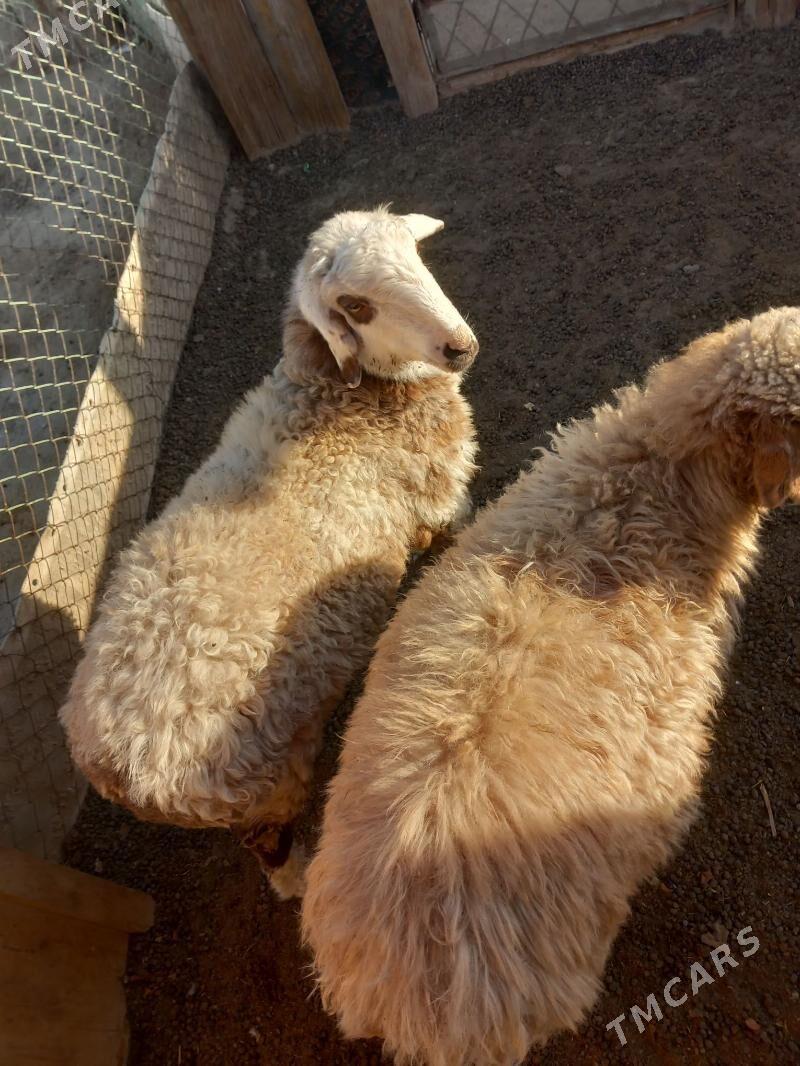 tokly - Jebel - img 2