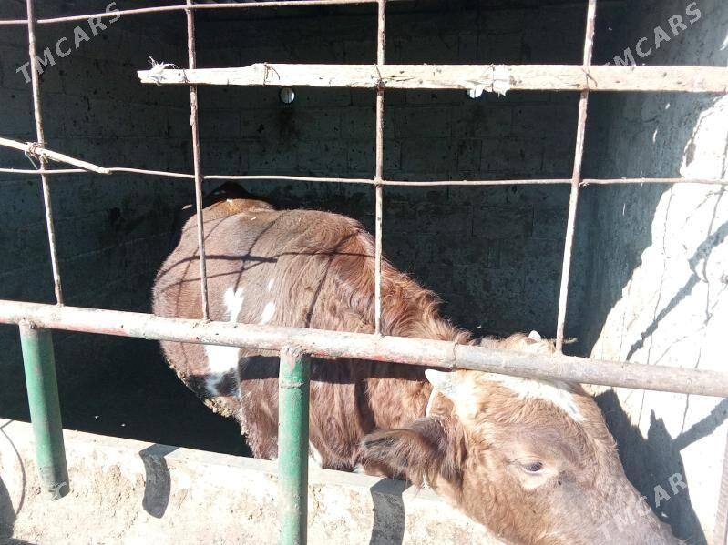 okuz - Гёкдепе - img 2