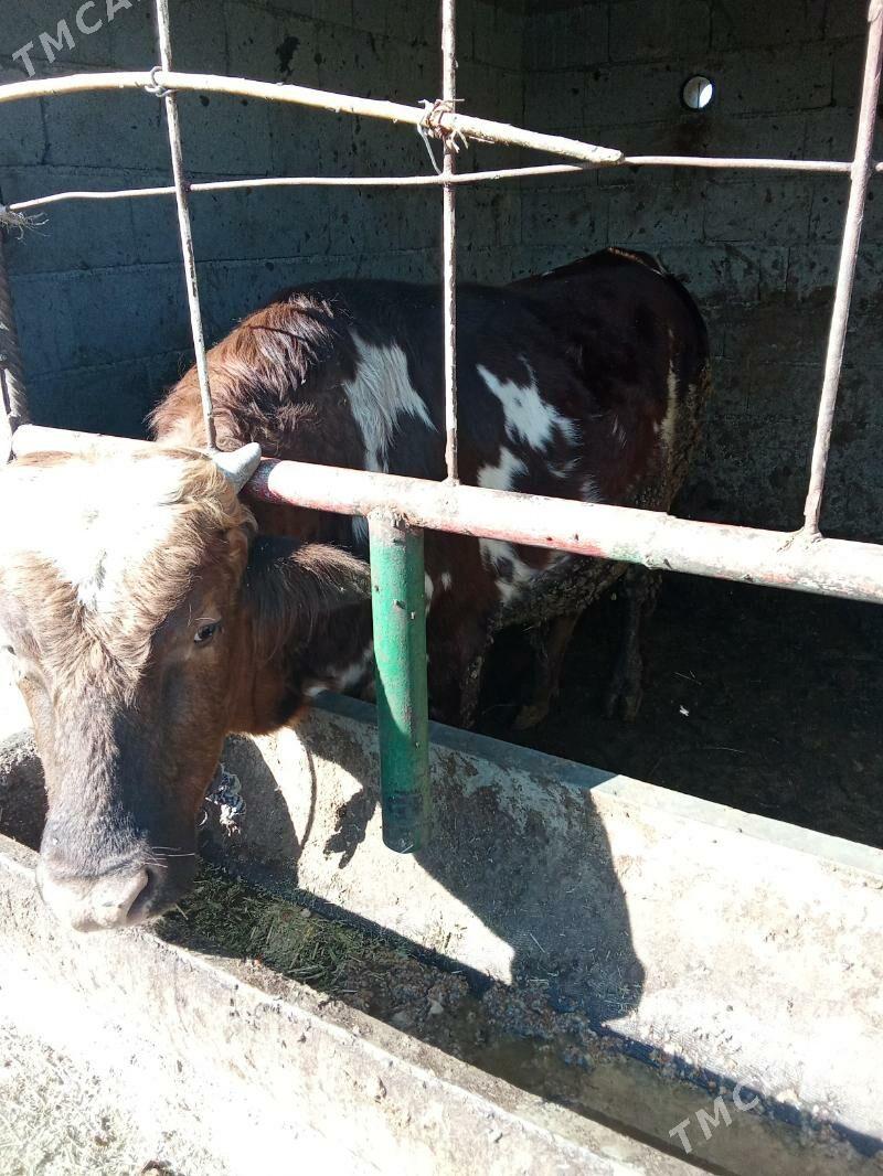 okuz - Гёкдепе - img 5