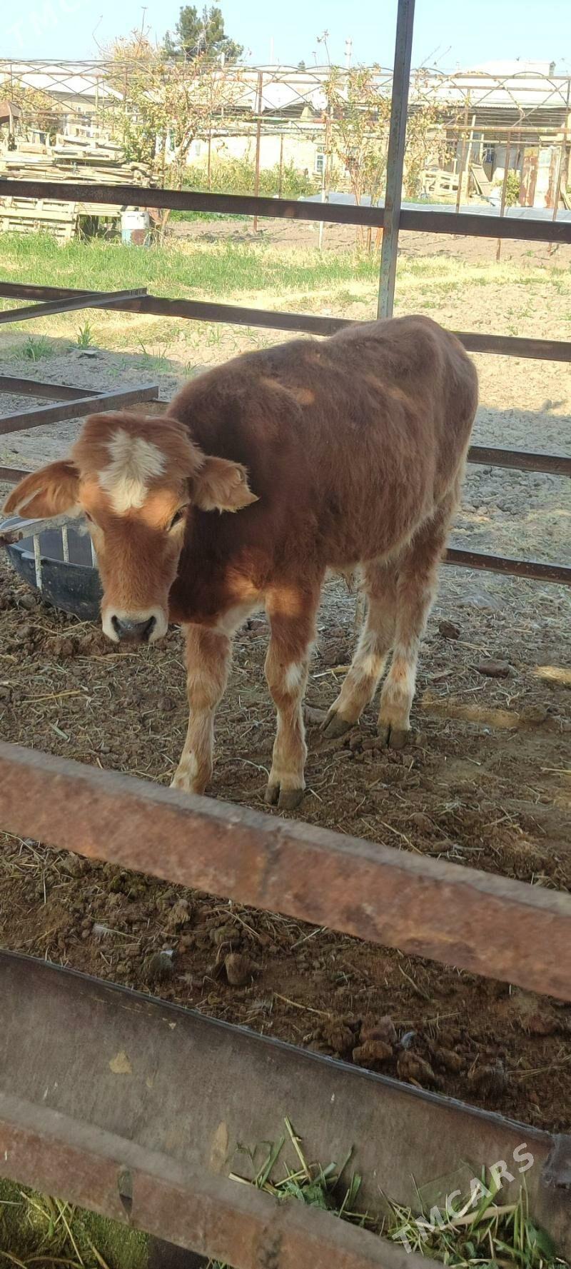 okuzce meydan - Mary - img 1