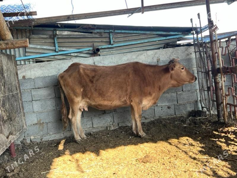 Bakylan sygyr - Aşgabat - img 1