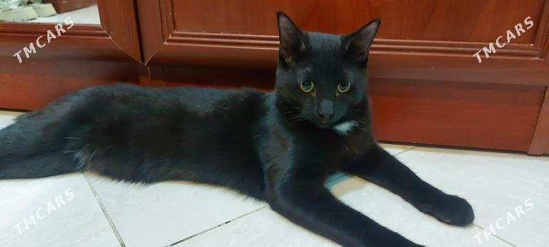 Котик чёрный - Podwoýski köç. (Bitarap Türkmenistan şaýoly) - img 1