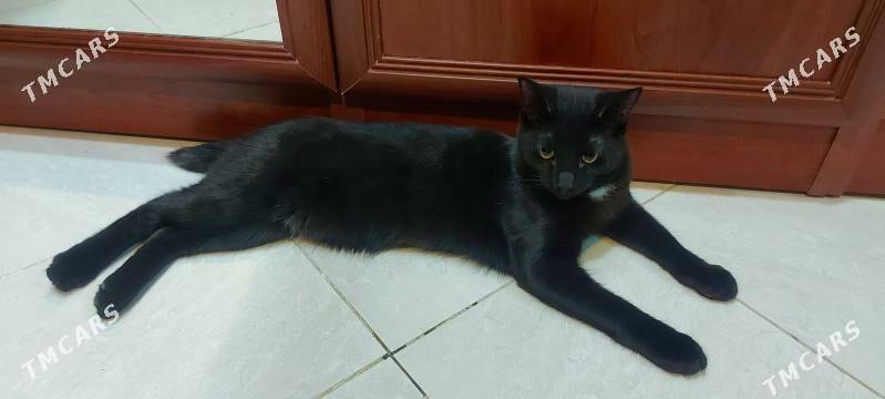 Котик чёрный - Podwoýski köç. (Bitarap Türkmenistan şaýoly) - img 3