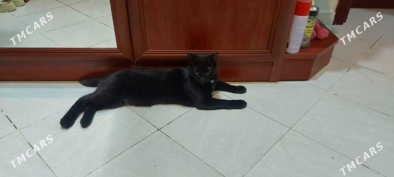 Котик чёрный - Podwoýski köç. (Bitarap Türkmenistan şaýoly) - img 4