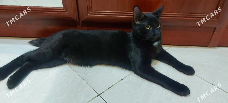 Котик чёрный - Podwoýski köç. (Bitarap Türkmenistan şaýoly) - img 2