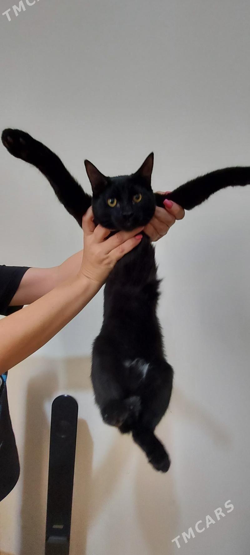 Котик чёрный - Podwoýski köç. (Bitarap Türkmenistan şaýoly) - img 6