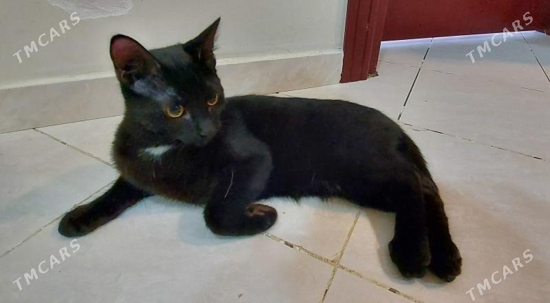 Котик чёрный - Podwoýski köç. (Bitarap Türkmenistan şaýoly) - img 5