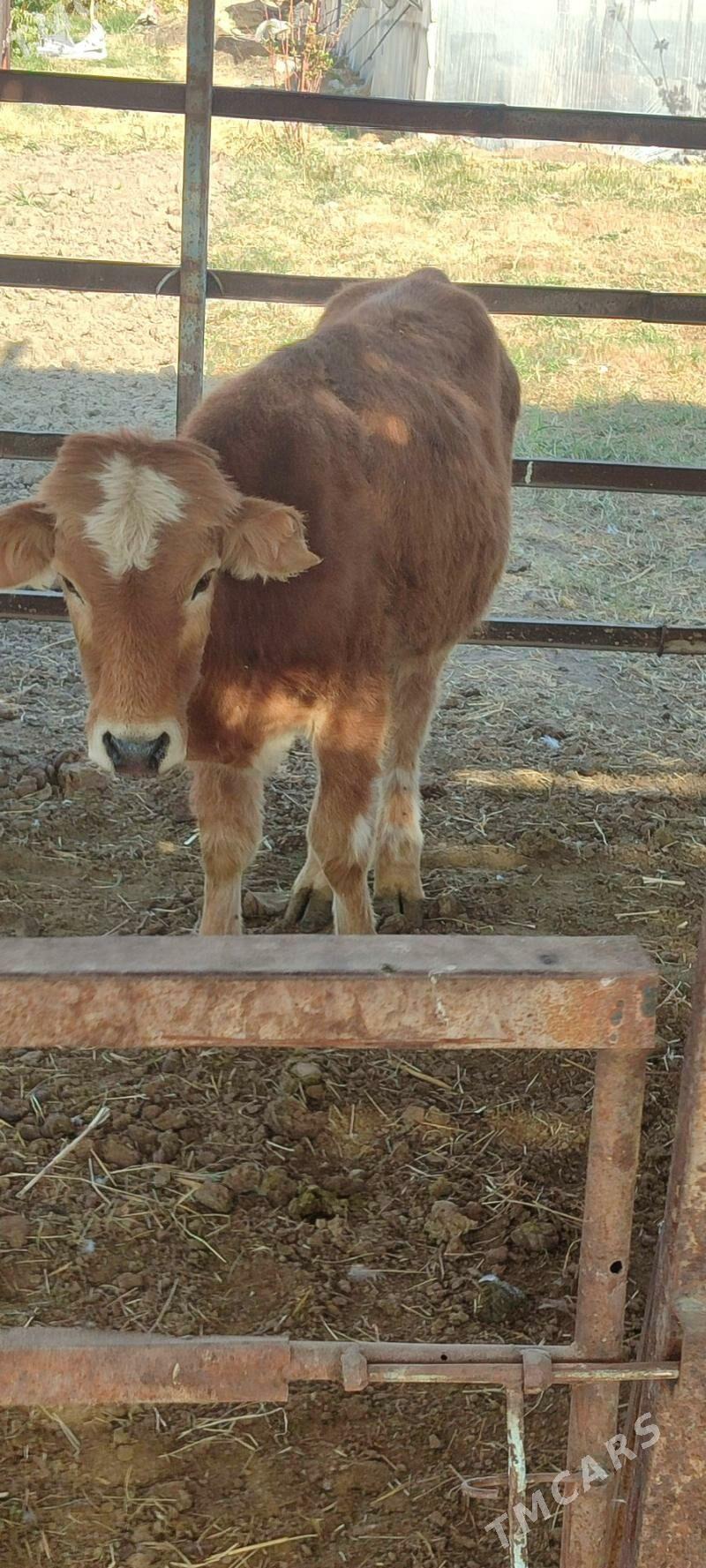 okuzce meydan - Mary - img 3