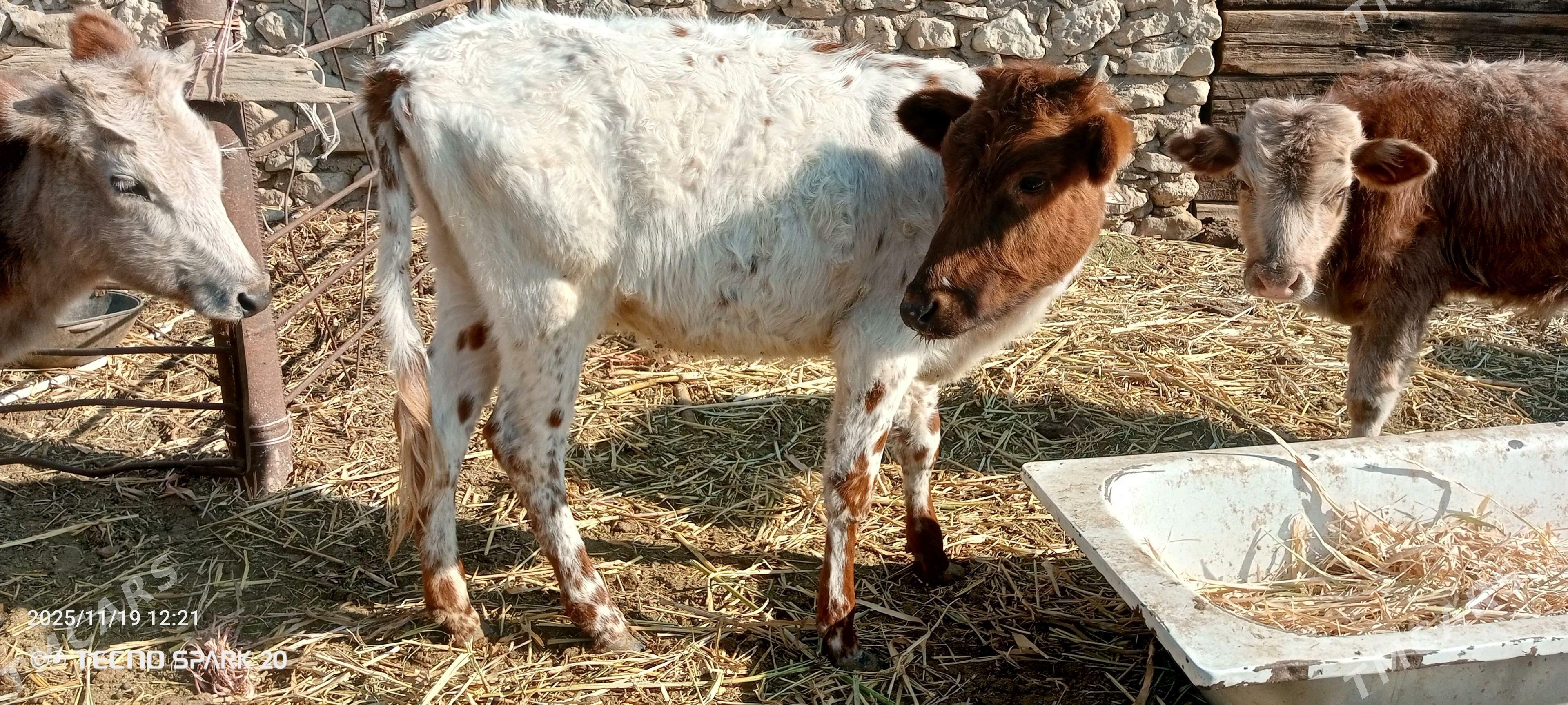 Gacarlar - Jebel - img 2