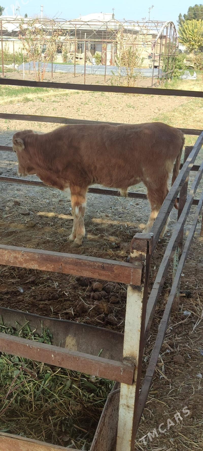 okuzce meydan - Mary - img 2