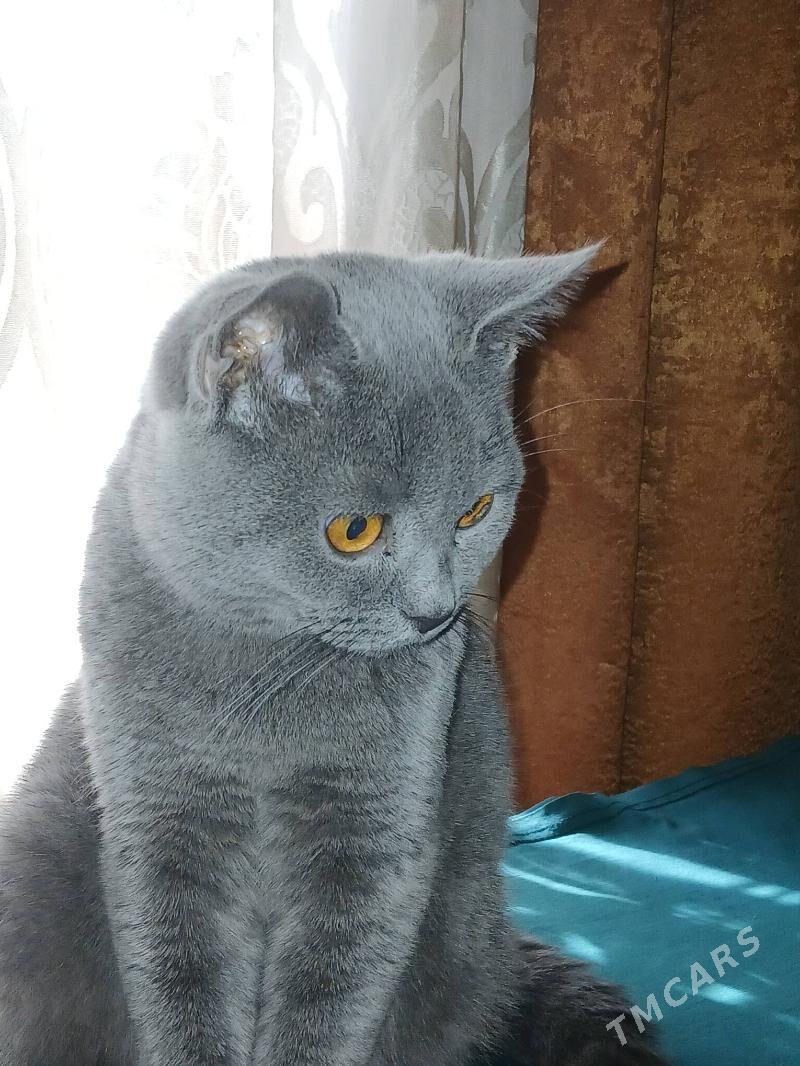 араста шатлан пищик - Мары - img 2