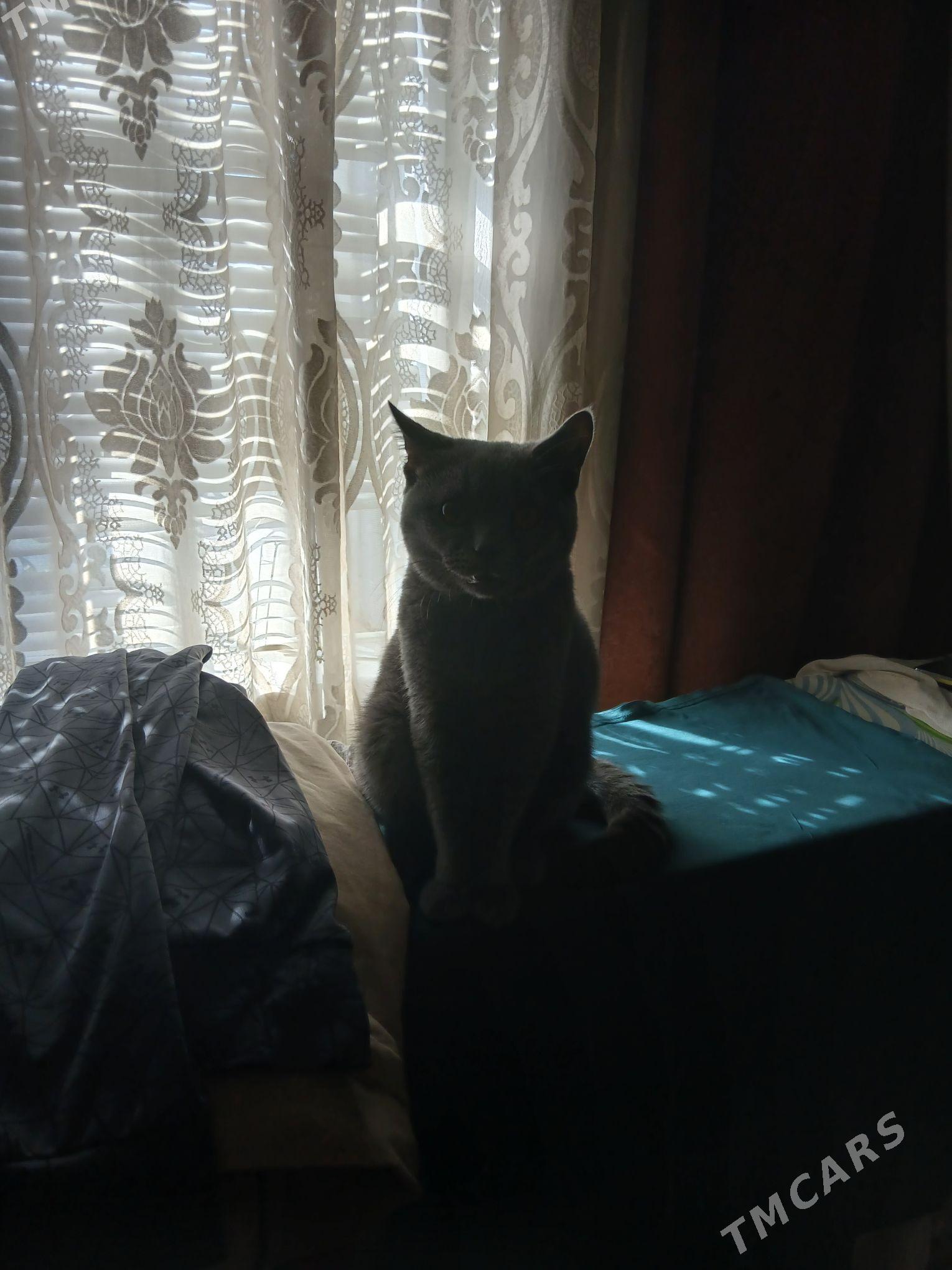 араста шатлан пищик - Мары - img 3