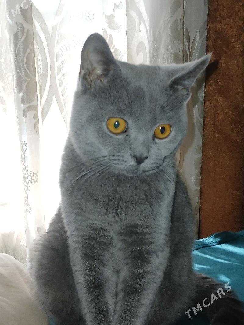 араста шатлан пищик - Мары - img 4