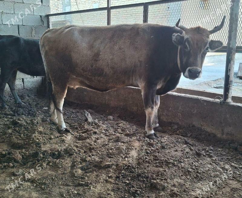 Tuwe - Ашхабад - img 2