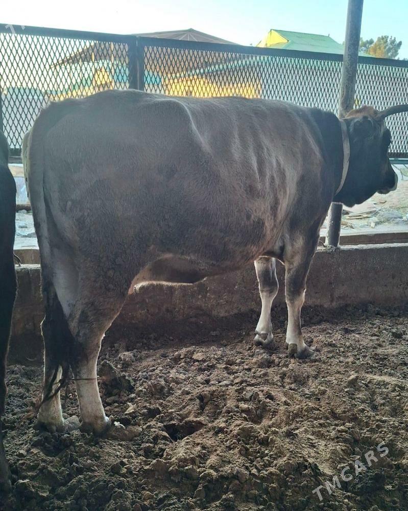 Tuwe - Ашхабад - img 3