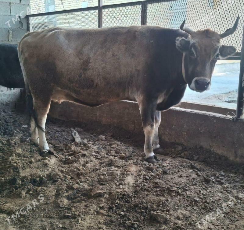 Tuwe - Ашхабад - img 4