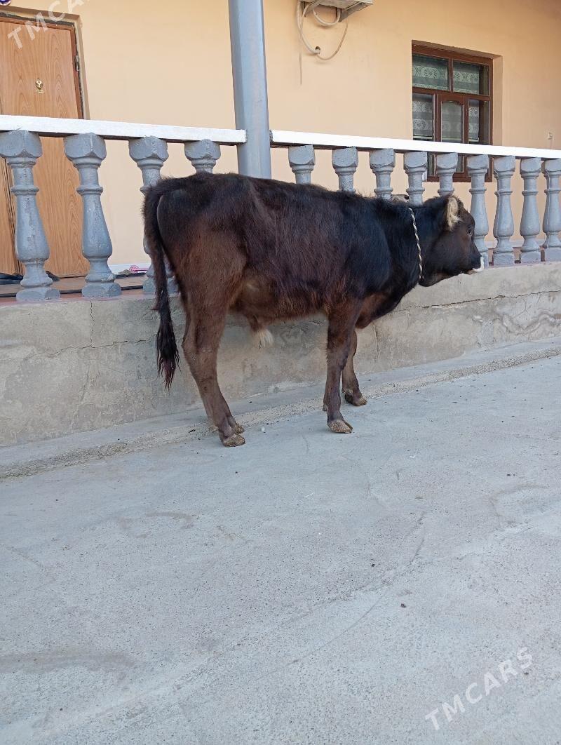 Şwes öküzçe - Ашхабад - img 1