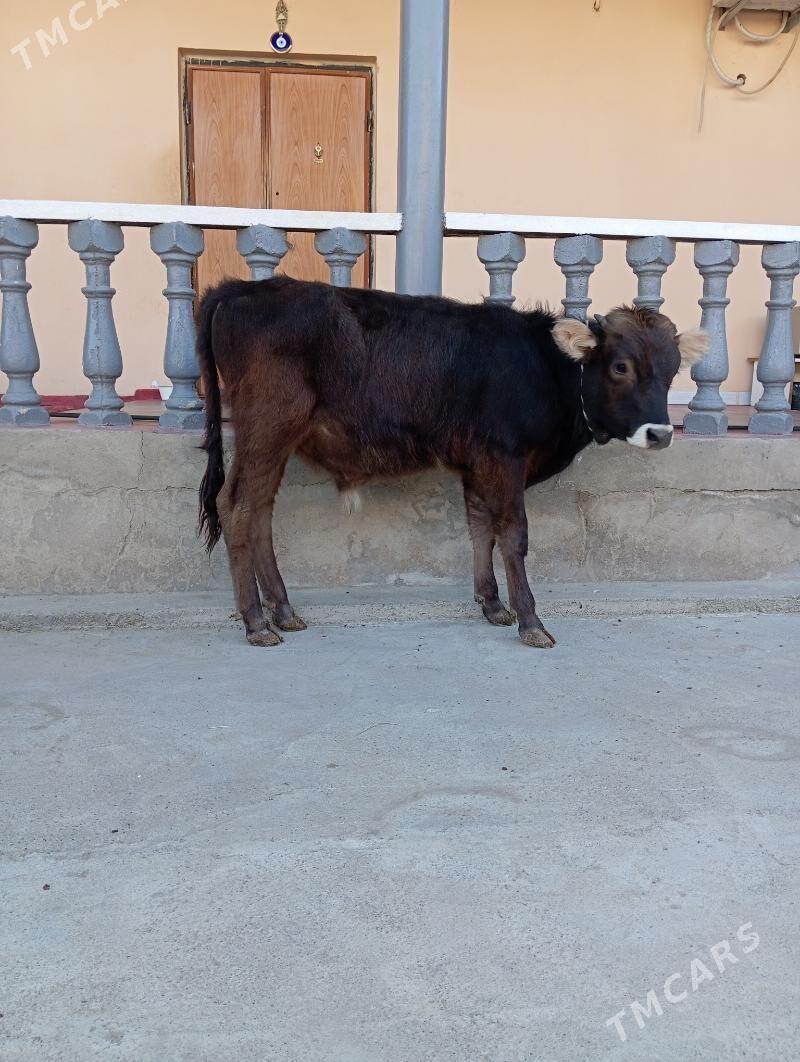 Şwes öküzçe - Ашхабад - img 2