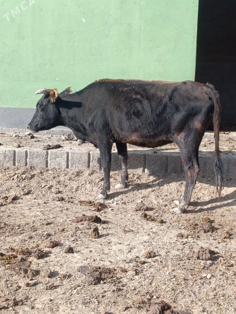 BOGAZ  SYGYR - Мары - img 3