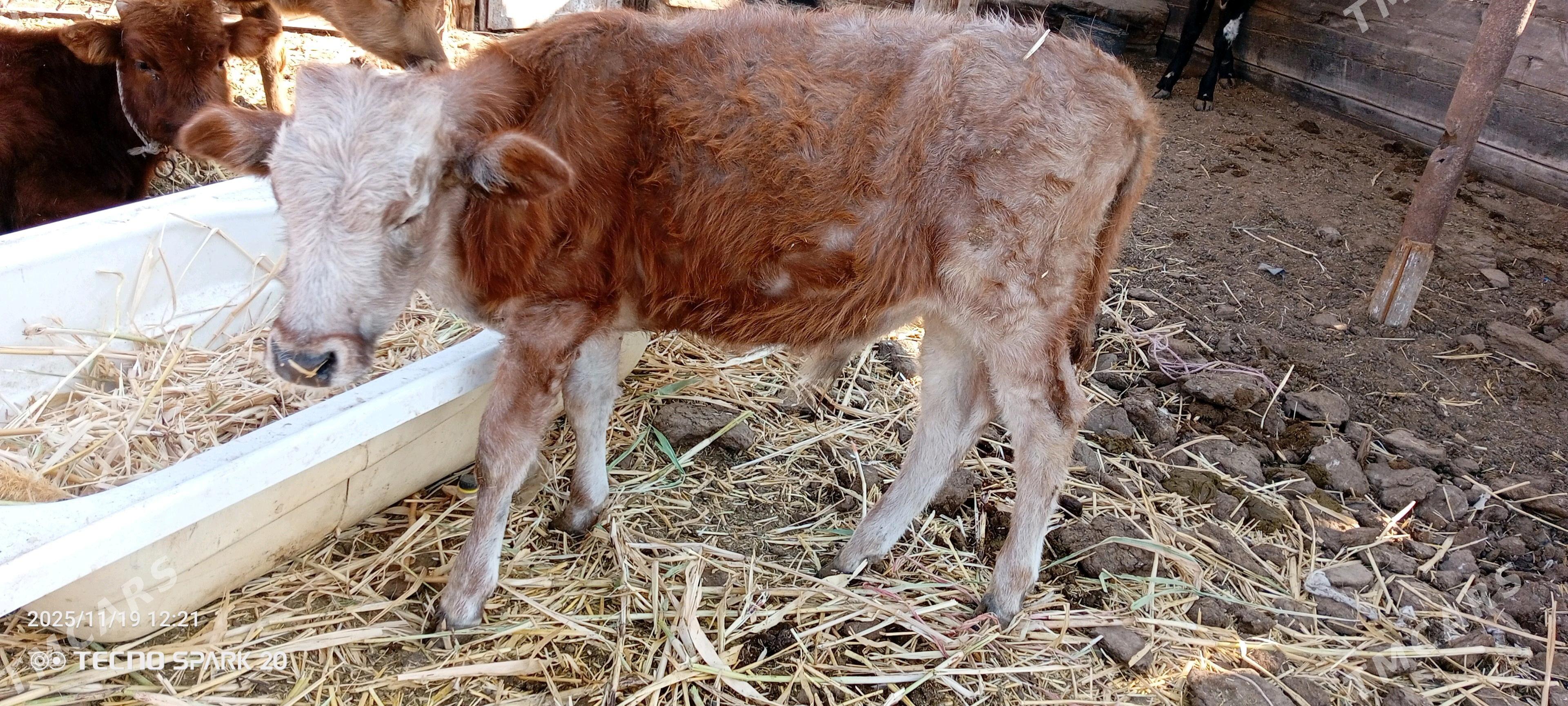 okuzler gacarlar - Джебел - img 2