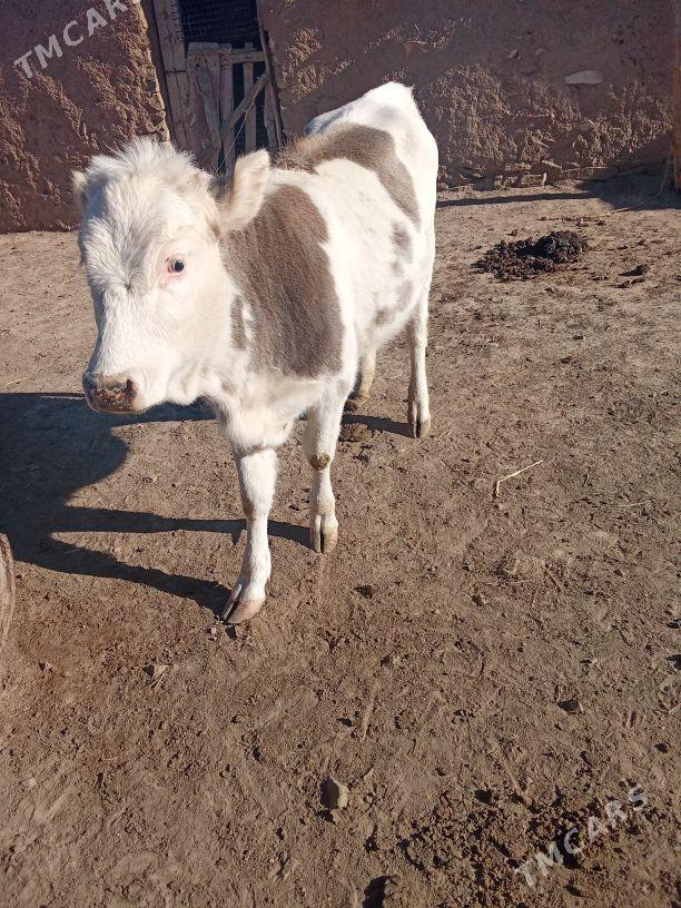 Göleli Sygyr - Бахарден - img 5