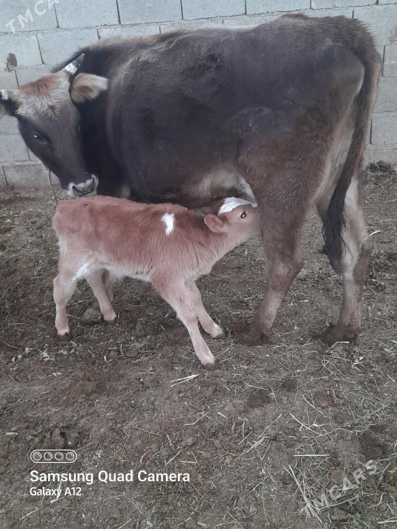 Göleli Sygyr - Бахарден - img 1