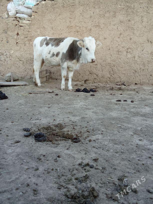 Göleli Sygyr - Бахарден - img 4