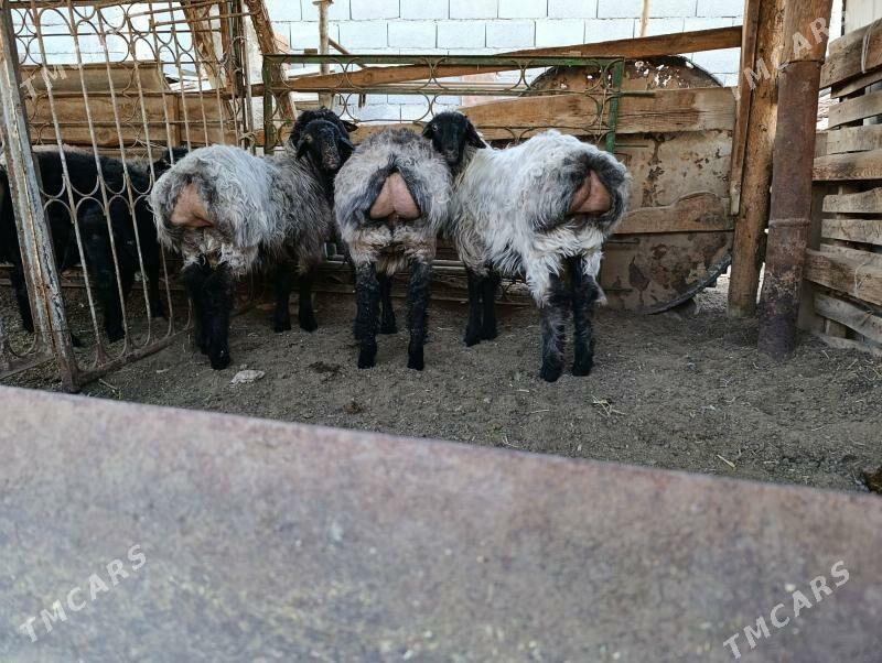 tokly bakylan - Garadamak - img 3