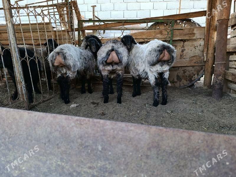 tokly bakylan - Garadamak - img 2