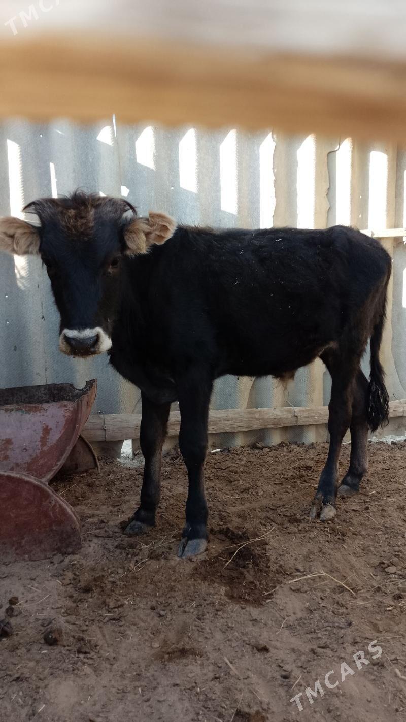 öküzçe - Эсенгулы - img 2