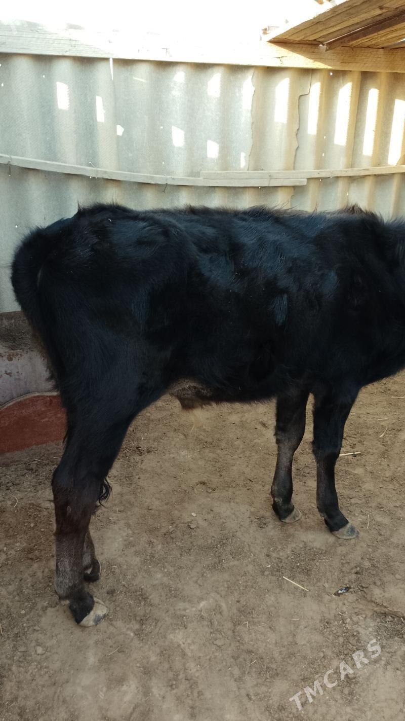 öküzçe - Эсенгулы - img 1