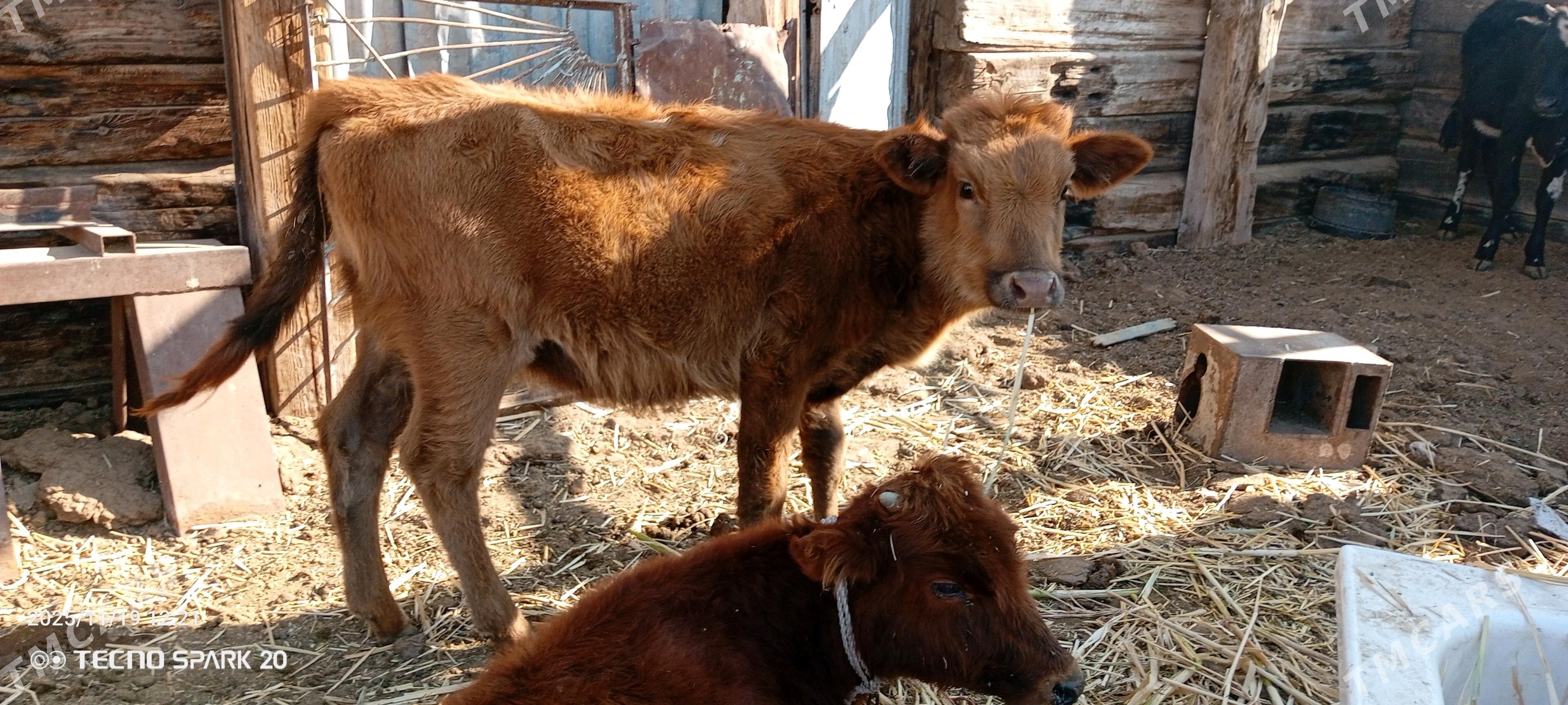 okuzler gacarlar - Джебел - img 3
