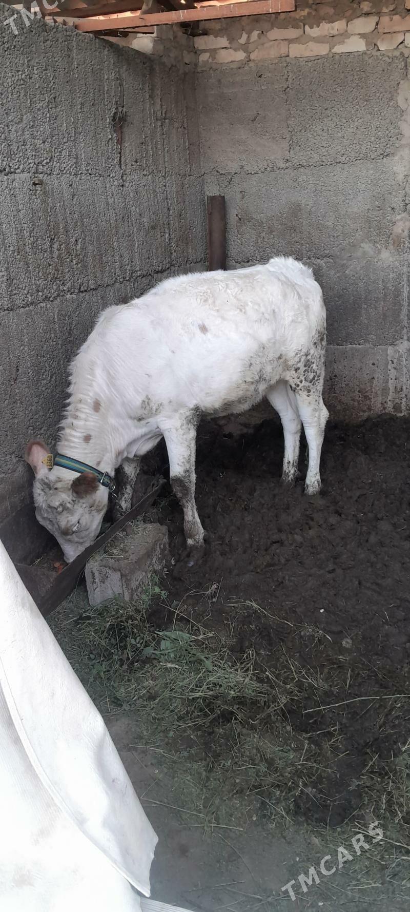 Tüwe - Ашхабад - img 3