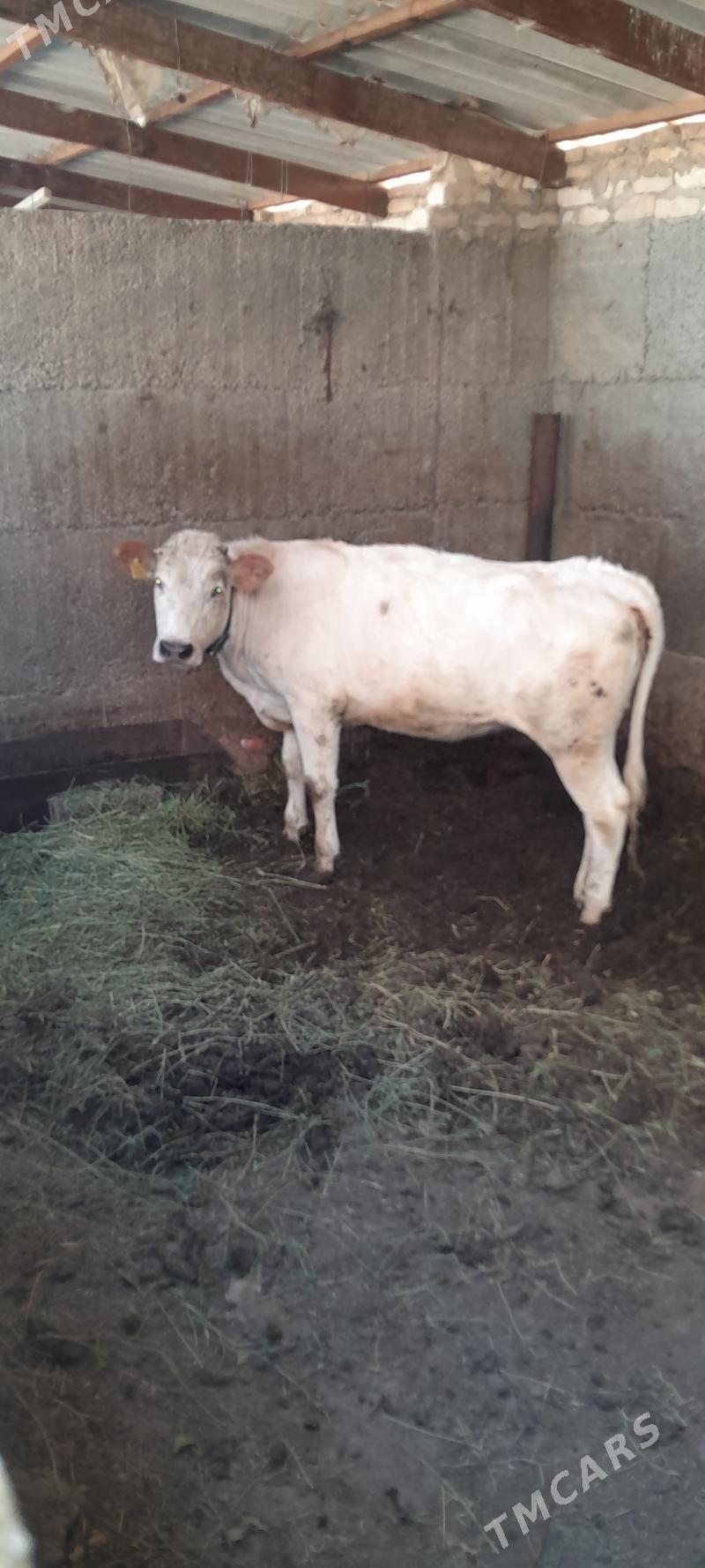 Tüwe - Ашхабад - img 2