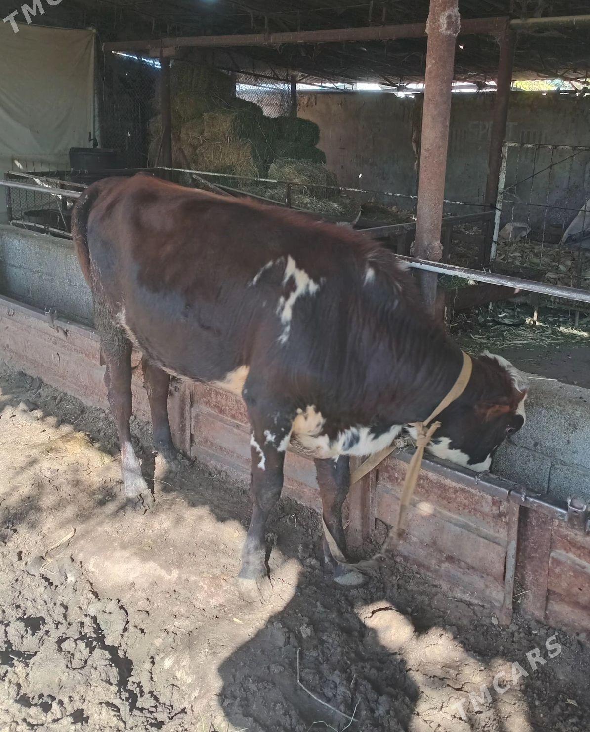 okuz - Ýaşlyk - img 1