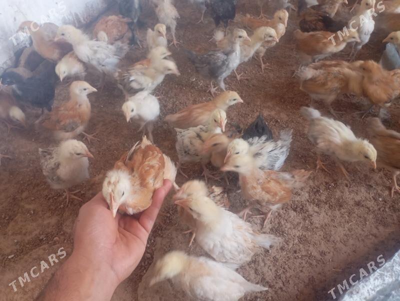 jüje - Бабадайхан - img 1