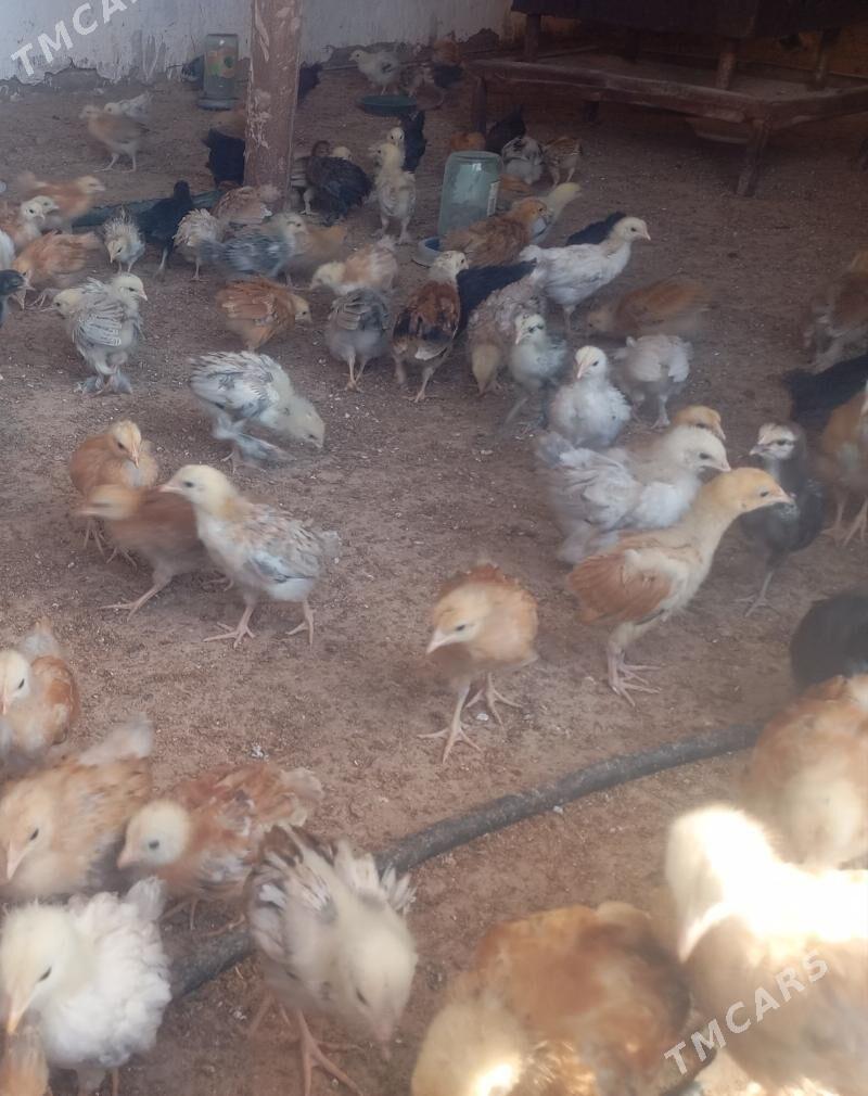 jüje - Бабадайхан - img 2