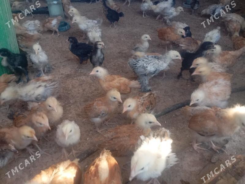 jüje - Бабадайхан - img 3