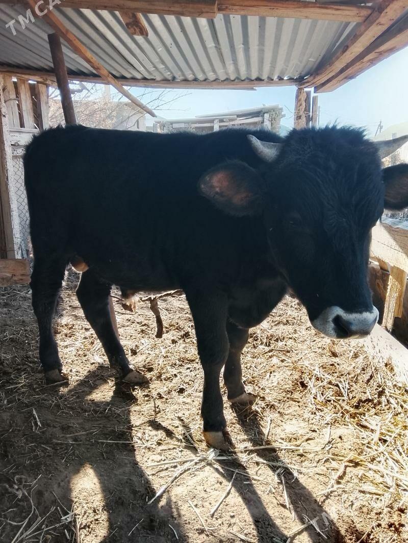 Okuz - Гёкдепе - img 2