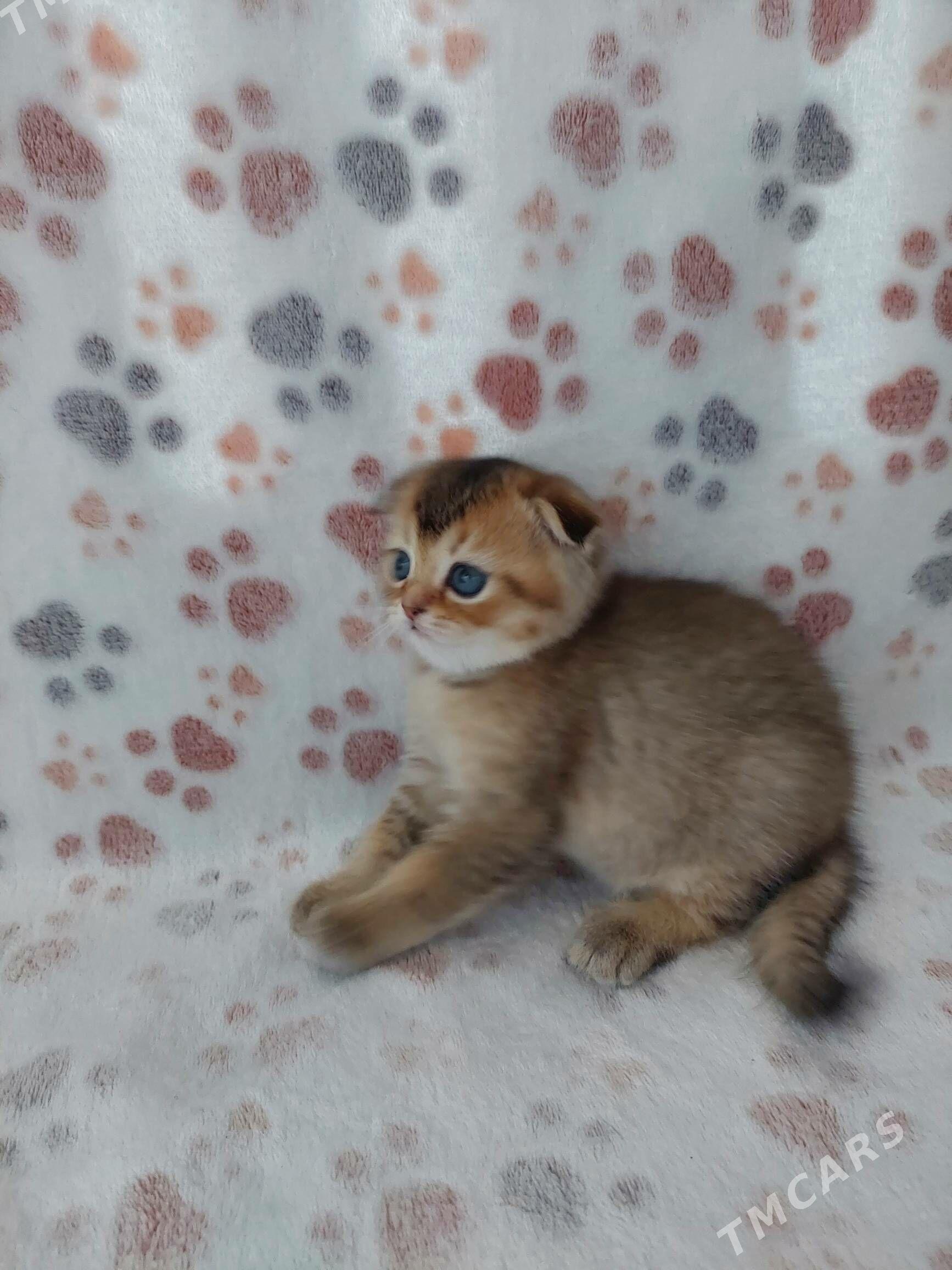 Золотой мальчик - Aşgabat - img 4