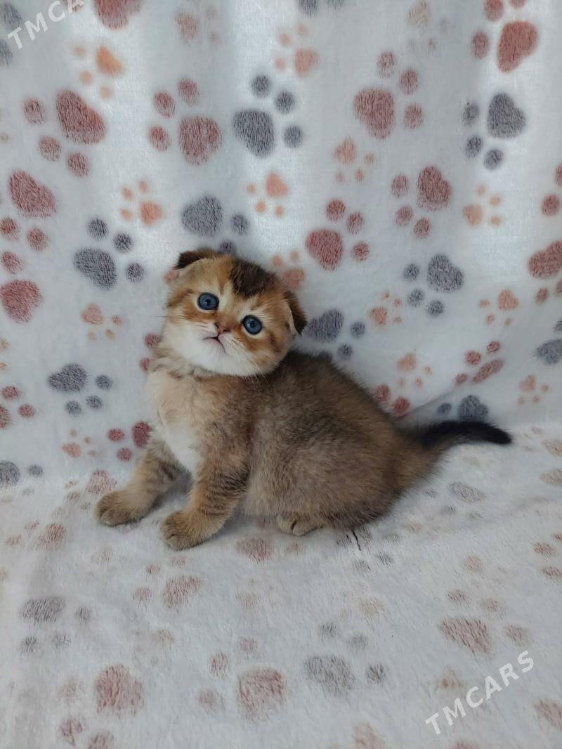 Золотой мальчик - Aşgabat - img 3