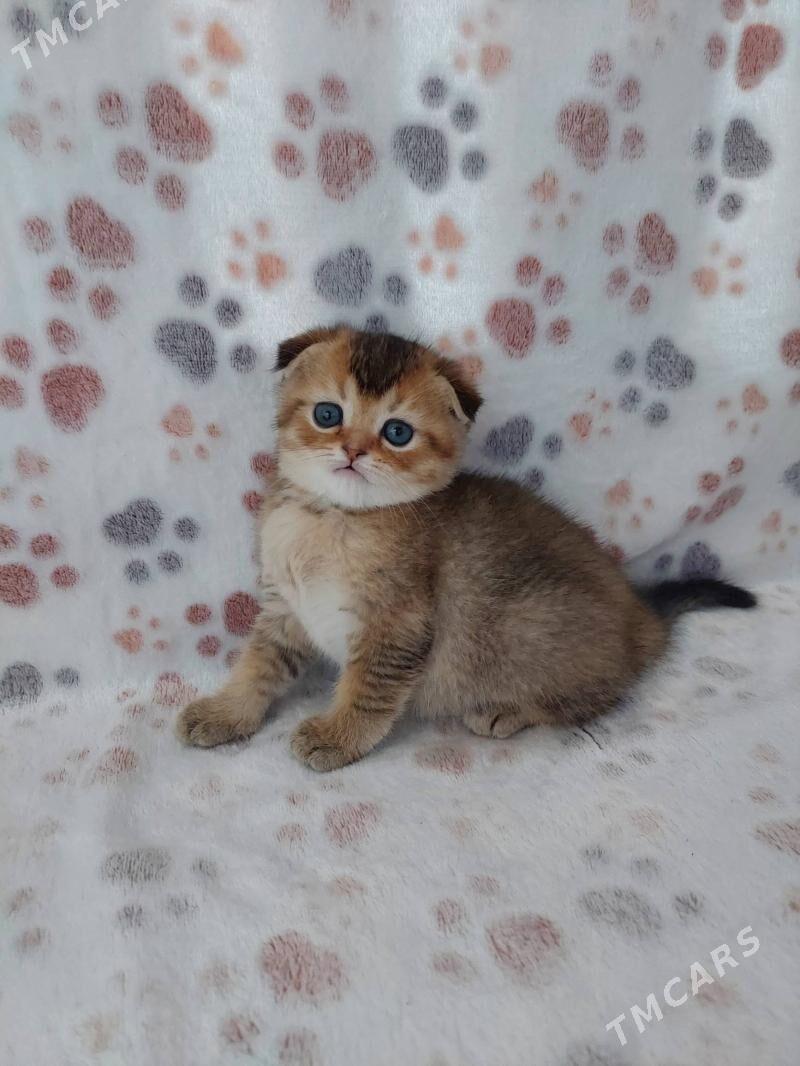 Золотой мальчик - Aşgabat - img 2