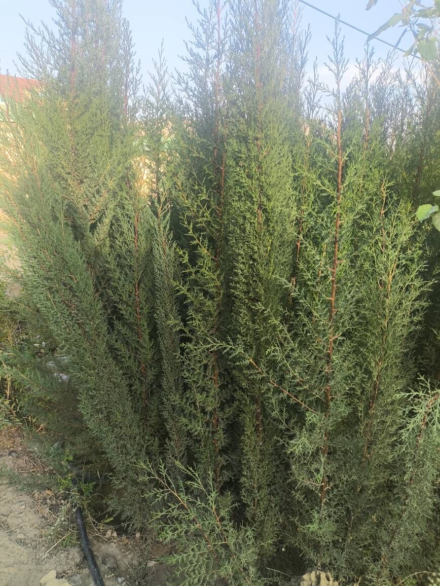 kiparis yolka - Туркменбаши - img 3