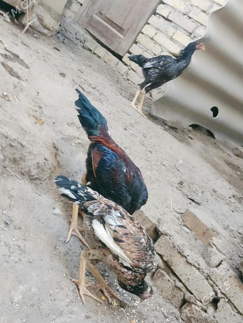 horaz jujeler - Туркменабат - img 3