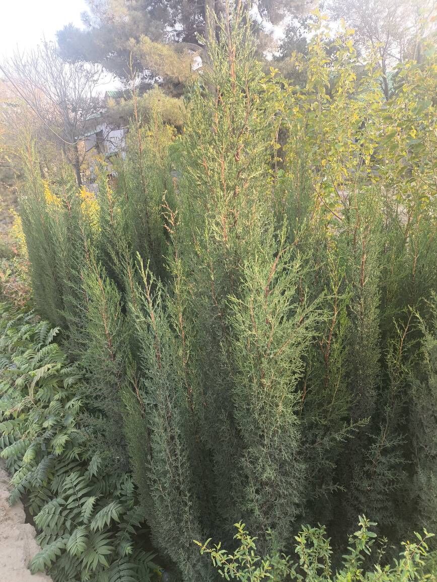 kiparis yolka - Туркменбаши - img 7