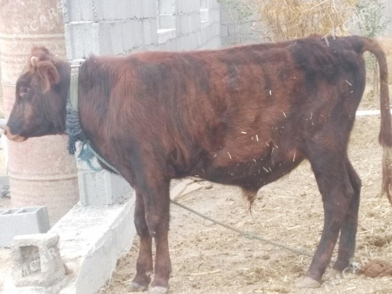 Öküz Tüwe - Änew - img 2