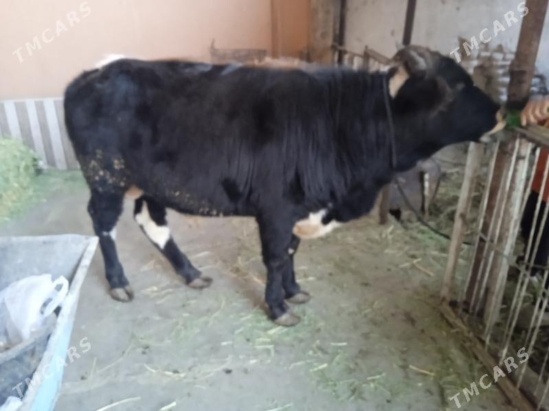 5 sany öküz - Туркменабат - img 4