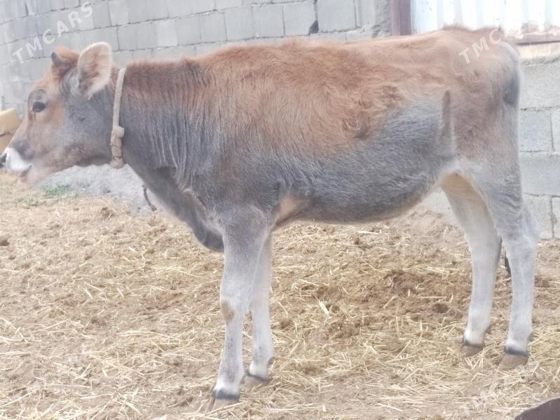 Öküz Tüwe - Änew - img 3